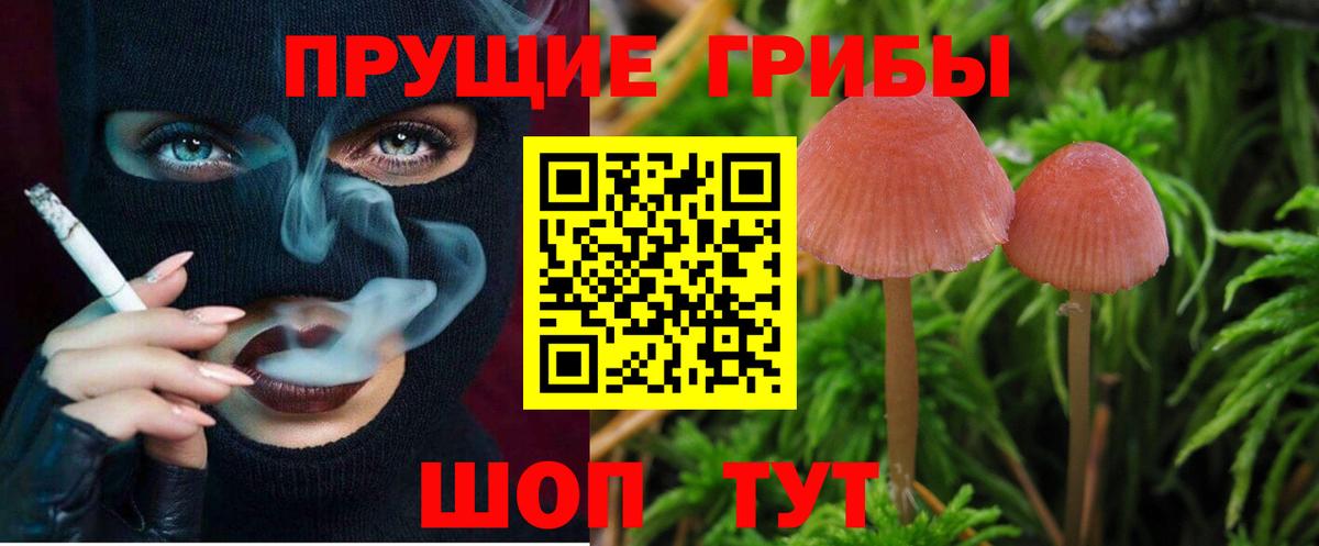 Галлюциногенные грибы Psilocybine cubensis  магазин продажи   Красный Сулин  Вход с VPN 